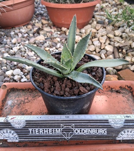 Agave megalacantha ibrido