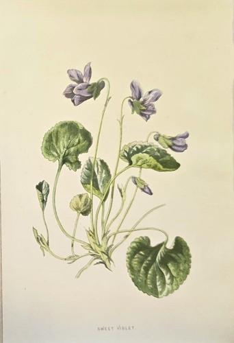1890 viola mammola antica - 1890,
