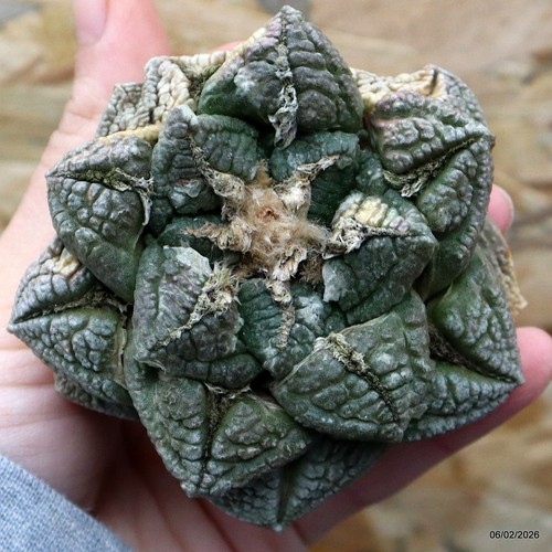 K091 ariocarpus special price - k091,