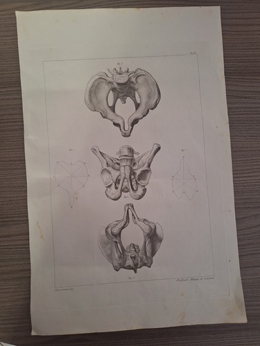 Tavola anatomica - tavola,