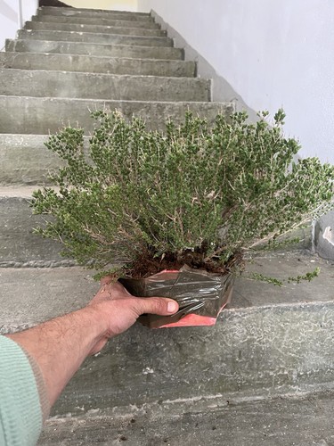 Bonsai timo pianta - bonsai, timo,