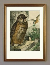 Quadro caccia Uhu gufo muro