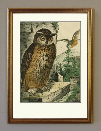 Quadro caccia uhu gufo muro - uhu,