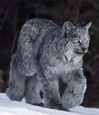 Cappotto lince eurasiatica