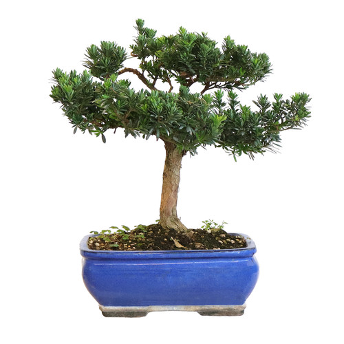 Kentis bonsai podocarpo - kentis,