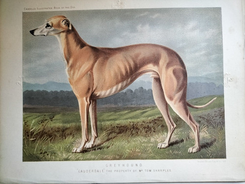 Greyhound the illustrated - the, book