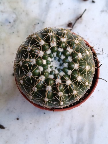Notocactus uebelmanianus