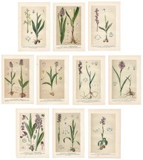 Stampe antiche ORCHIDEA ORCHIS