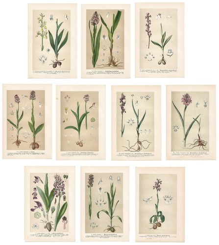 Stampe antiche orchidea orchis - stampe,