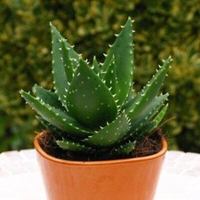 ALOE mitriformis maculata h 20