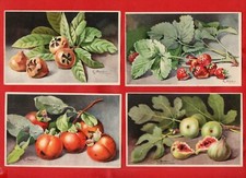 FRUTTA - ILLUSTRATORE S