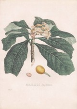 Mespilus Japonica Loquat