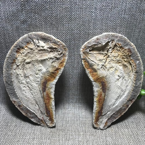 568g paio pesce - paio, di