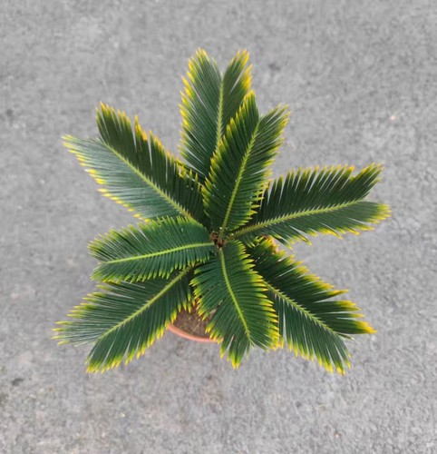 Cycas revoluta aurea wysiwyg - cycas,