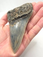 Dente squalo megalodonte - squalo,