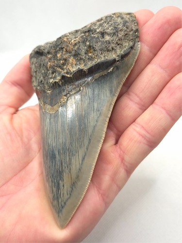 Dente squalo megalodonte - dente, di