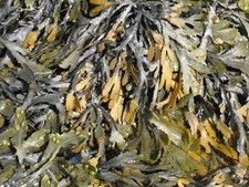 Photo A2 Brown algae at