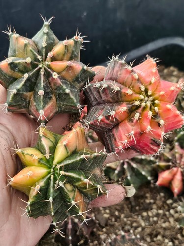 Gymnocalycium variegated pack