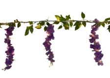 GHIRLANDA GLICINE 1,8M 70LED