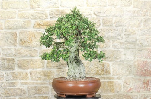 Bonsai quercia sughero - bonsai,