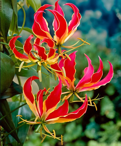 Semi gloriosa superba - 5,