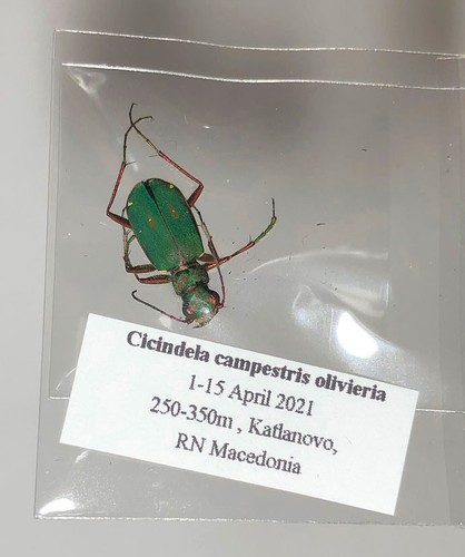 Cicindela campestris