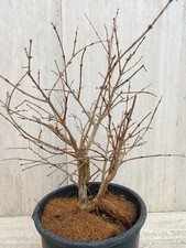 Bonsai prebonsai melograqno - prebonsai,