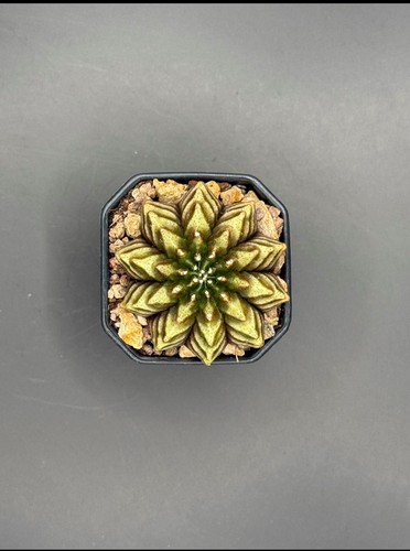 Gymnocalycium thornless cactus - gymnocalycium,