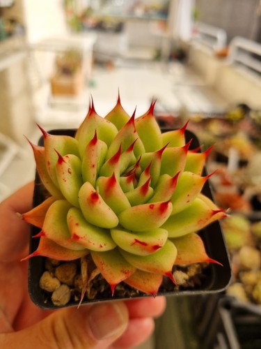 Echeveria tosca vaso foto - echeveria,