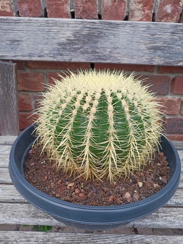 Echinocactus grusonii sedile - echinocactus,