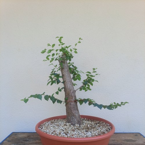 Bonsai xxl olmo - bonsai,