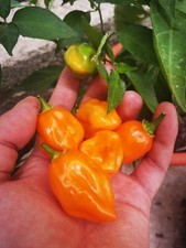 SEMI DI HABANERO ORANGE, HOT