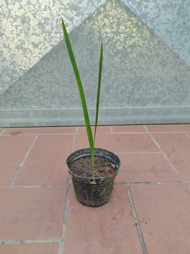 Pianta palma butia capitata - pianta, h