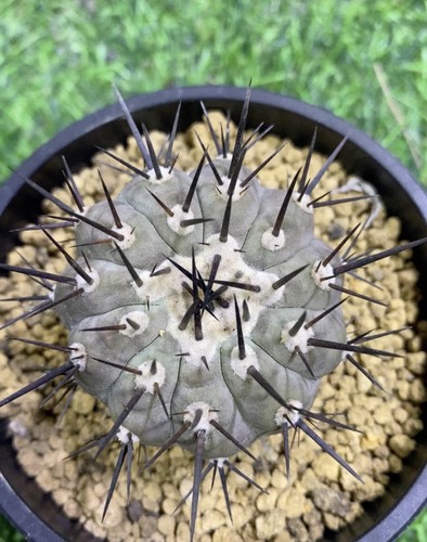 Copiapoa cinerea - 1, pz