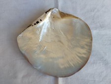 RARA GRANDE CONCHIGLIA PINCTADA MAXIMA MARGARITIFERA MADREPERLA cm.18 X16