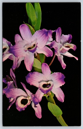 Cartolina hawaii dendrobium - hawaii,