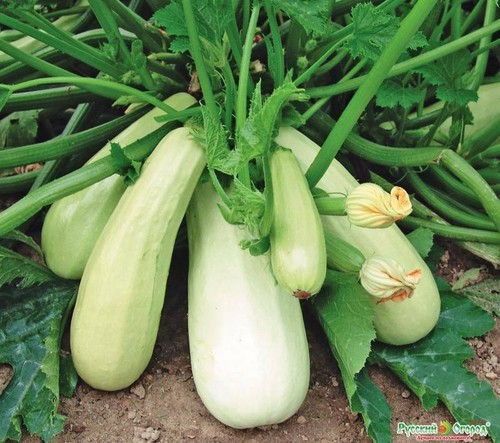 Zucchine orso polare - , bianco