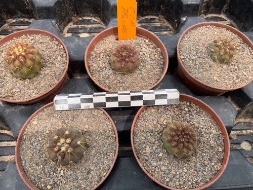 Wholesale pack copiapoa - wholesale,