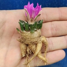 Ariocarpus kotschobeyanus