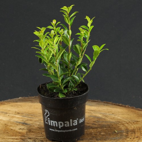 Manicotto giappone ilex - manicotto,