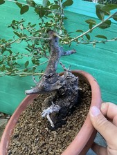 PRE BONSAI  DI OLIVASTRO