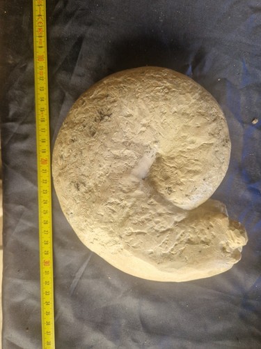 Fossile ammonite grande - fossile,