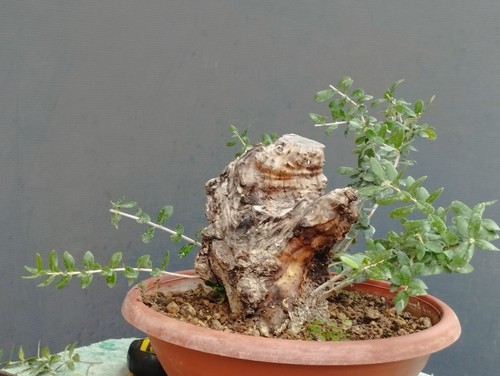 Bonsai olivastro 20x10cm - olivastro, in