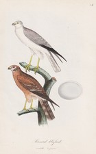 Busard Blafard Poiana Buzzard