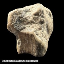 Iguanodontid Dinosaur Tooth