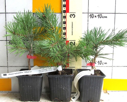 Pinus sylvestris albyn - sylvestris,