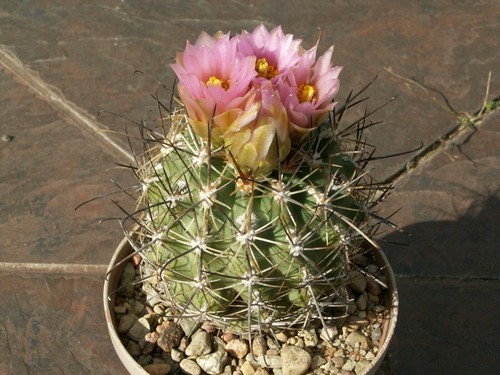 Sclerocactus wetlandicus - , am