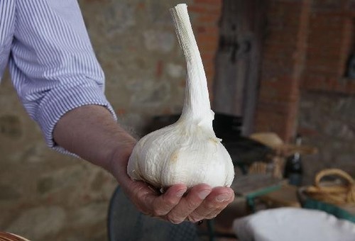 Aglione varietà aglio - aglione, di