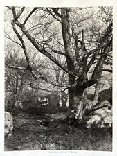 William Drooke Harrison