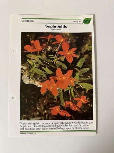 Sophronitis pflanzensteckbrief - sophronitis,